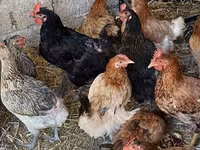 Chickens — zdjęcie 2