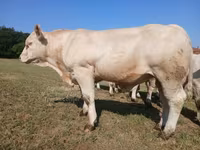 ወንድ በሬ, Charolais cattle — ፎቶ 2