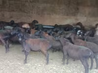 قوچ, گوسفند — عکس 2