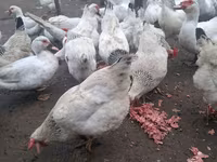 Hrana pentru animale si pasari — foto 5