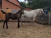 Cavalo, Lipizzaner — foto 3
