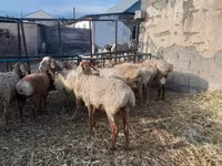 میش, Arashan sheep — عکس 5