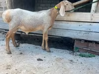 میش, Edilbay sheep — عکس 7