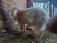 Kambing jantan, Goats — foto 3