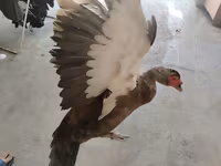مسکوی خانگی — عکس 6