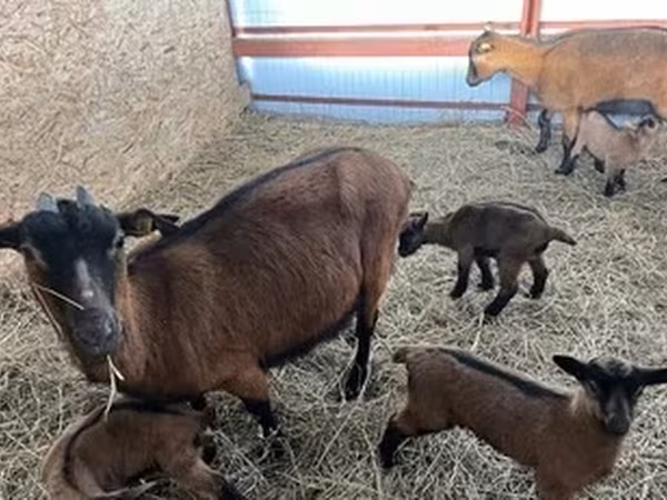 Chèvre, Alpine goat