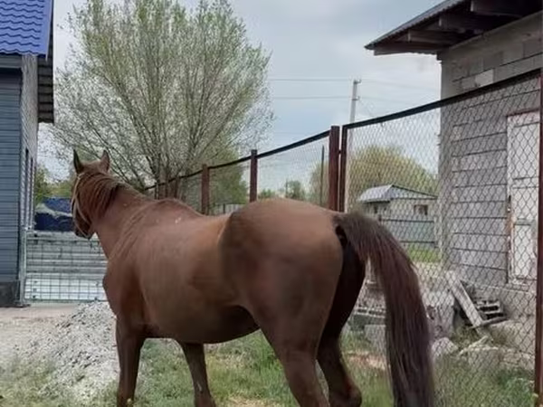 Faras, Thoroughbred horse