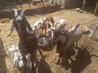 Billy Goat, Goats — photo 1