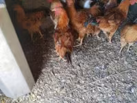 Chickens — foto 2