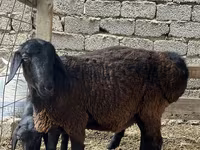 Qoç, Rhon sheep — foto 2