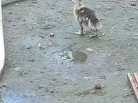 Domestic Muscovy — φωτογραφία 7