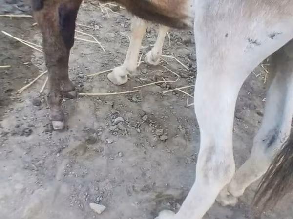 Лошади (партия, пол не указан), Лошади