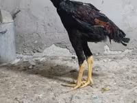 Chickens — عکس 3