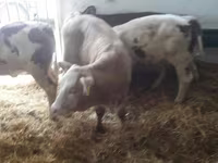 Skot (série, pohlaví neuvedeno), Simmental cattle — foto 5