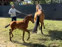 مادیان, Paso Fino — عکس 2