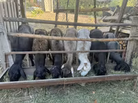Ovce, Edilbay sheep — foto 1