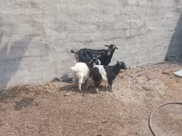 بز ماده, بز — عکس 1