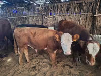Tyre, Aberdeen-Angus — foto 3
