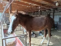 Faras dhaddig, Horses — sawirka 1