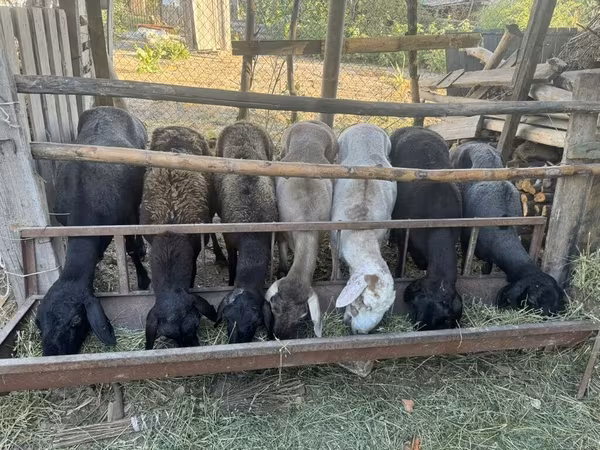 Domba betina, Edilbay sheep