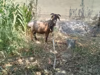 ஆண் ஆடு, ஆடுகள் — புகைப்படம் 1