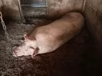 Scrofa, Maiali — foto 1