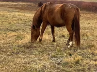 ม้าตัวเมีย, Kazakh horse — รูปภาพ 3