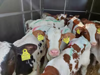 گاو و گوساله (گروه، جنسیت مشخص نشده), Simmental cattle — عکس 1