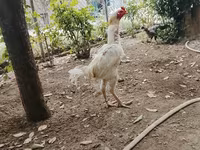 Chickens — الصورة 1