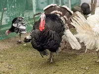 Broad Breasted Hvid — foto 5