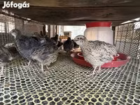 Quails — foto 3