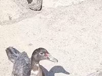 Ducks — รูปภาพ 2