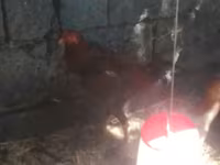 Chickens — φωτογραφία 2