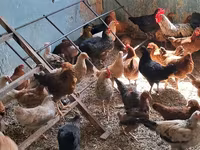 Chickens — عکس 1
