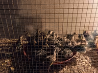 Bronzový — foto 4