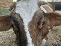 Mucca, Simmental cattle — foto 5