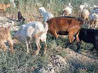 Capra, Capre — foto 5