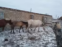 ሴት ፈረስ, Horses — ፎቶ 3