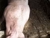 Sow, Pigs — photo 1