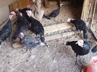 Turkeys — عکس 2
