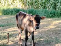 Toro, Simmental cattle — foto 1