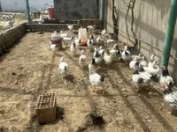 Chickens — ፎቶ 1