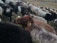 Beran, Blackheaded Persian sheep — foto 2