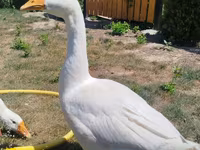 Geese — عکس 1