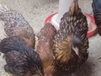 Chickens — photo 1