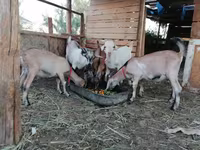 ஆண் வெள்ளாடு, Saanen goat — புகைப்படம் 1
