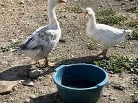 Geese — fotografija 4