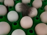 Ayam Cemani — ảnh 3