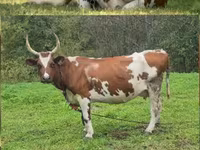 গাভী, Simmental cattle — ছবি 2