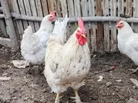 Chickens — عکس 1